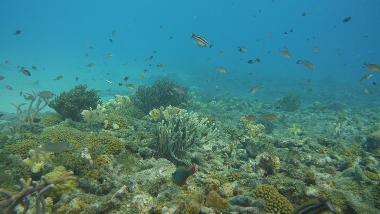 Marazul Dive Resort. 3 Bedroom Seafront House. Dive, Snorkel, Enjoy Amazing Sunsets Westpunt Exterior photo
